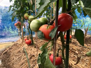 フォーレスト農園のトマト